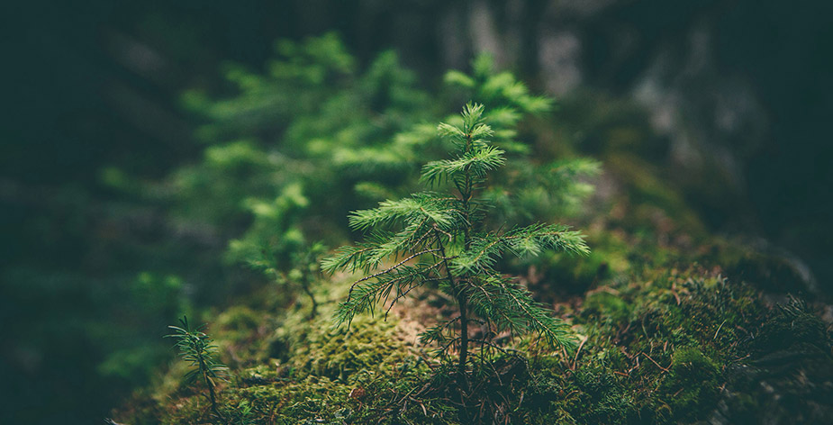 Philosophie der FRANK Holz GmbH